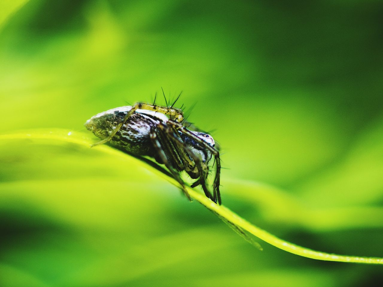 animal themes, one animal, insect, animals in the wild, wildlife, close-up, focus on foreground, plant, selective focus, nature, green, green color, day, zoology, outdoors, extreme close-up, animal wing, invertebrate, bug, beauty in nature, no people, fragility, wing