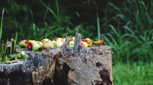 Close-up of fruits on tree