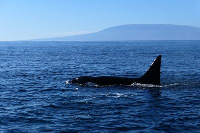 Whale swimming in sea against sky