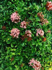 High angle view of pink flowers blooming outdoors