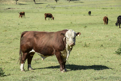 Cows grazing on field