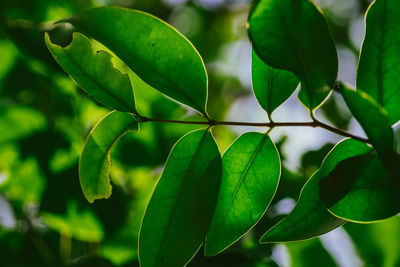 Close-up of fresh green leaves