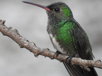 Low angle view of bird perching on tree