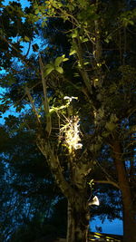 Low angle view of tree against sky