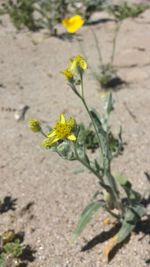 Close-up of yellow flowers blooming on field