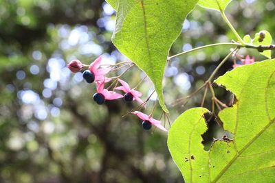 Close-up of pink flowering plant