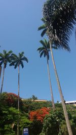 Low angle view of palm trees against blue sky