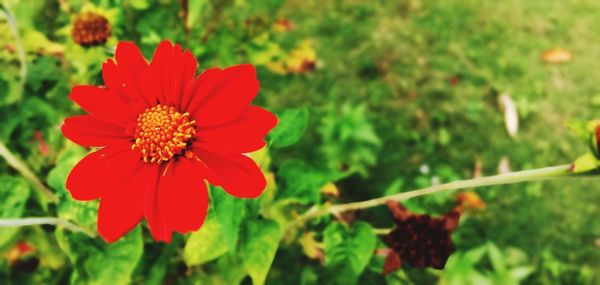 Close-up of red flower