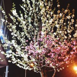 Low angle view of flowers on tree