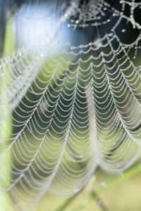 Close-up of dew drops on spider web