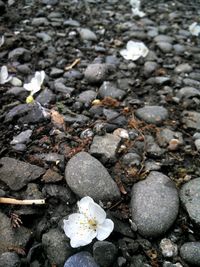 Full frame shot of pebbles