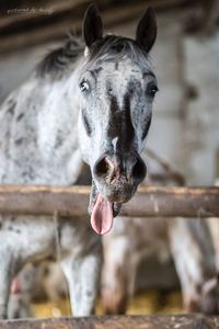 Close-up portrait of horse