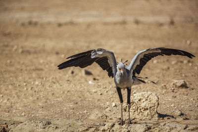 Bird flying over a field