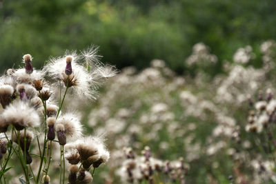 Close-up of dandelion flower on field