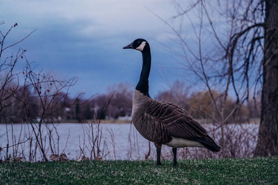 Canada goose standing on grassy lakeshore during sunset