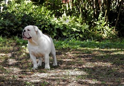 White bulldog looking away outdoors