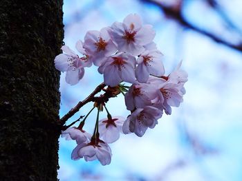 Close-up of cherry blossoms growing on tree against sky
