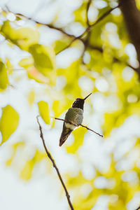 Low angle view of bird perching on tree