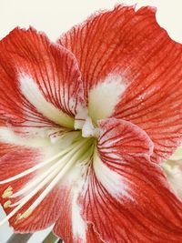 Close-up of red rose flower