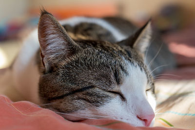 Close-up of cat sleeping