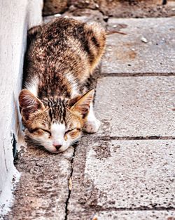 Close-up of a cat