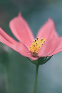 Close-up of pink flower