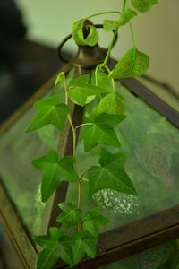 Close-up of fresh green plant