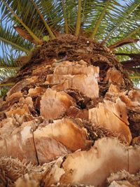 Low angle view of trees