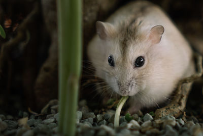 Close-up portrait of a hamster