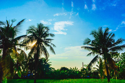 Palm trees against sky