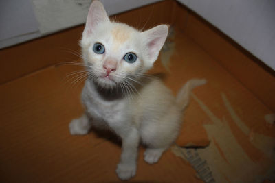 High angle portrait of a adorable cat