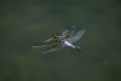 High angle view of insect on a lake