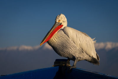 Close-up of pelican