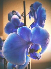 Close-up of flowers blooming outdoors