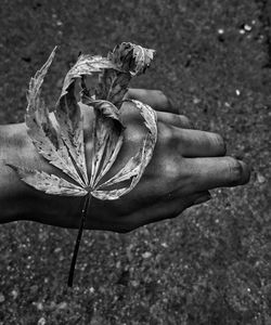 Close-up of hand feeding on plant