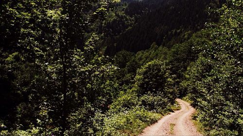 Trees in forest