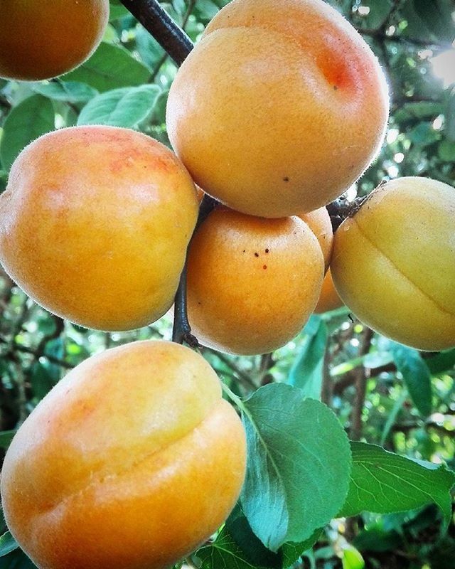 food and drink, freshness, fruit, food, healthy eating, close-up, focus on foreground, growth, tree, orange - fruit, leaf, citrus fruit, ripe, apple - fruit, organic, vegetable, green color, nature, day, lemon