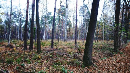 Trees in forest