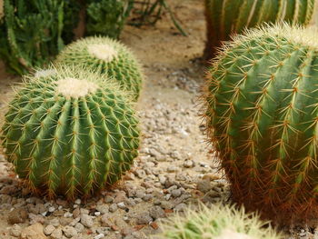 High angle view of succulent plant on field