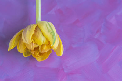 Close-up of yellow tulip