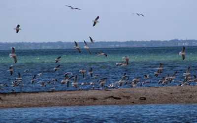 Seagulls flying over sea against sky