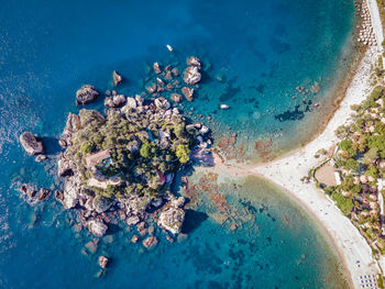 High angle view of coral in sea