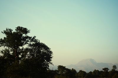 Low angle view of silhouette tree against clear sky