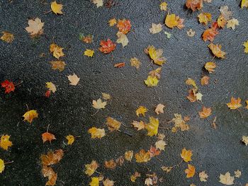 High angle view of fallen maple leaves