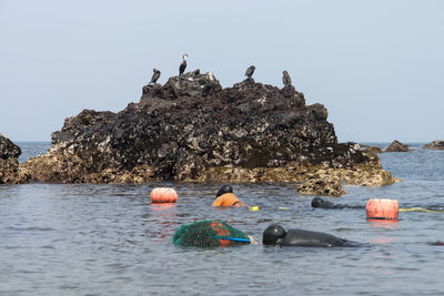 Haenyeo swimming in sea against clear sky at jeju island