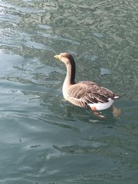 High angle view of duck swimming in lake