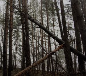 Low angle view of pine trees in forest