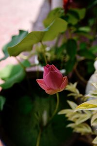 Close-up of pink lotus water lily