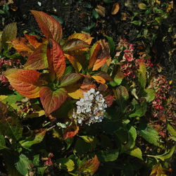 Close-up of autumn leaves on plant