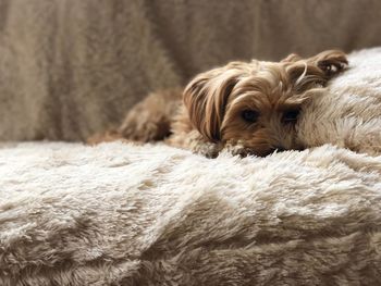 Close-up of a dog